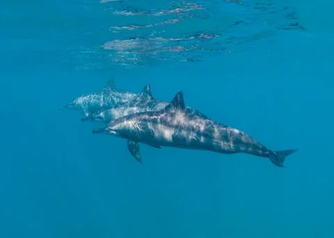 Three dolphins underwater Stock Photos