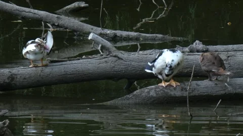 Three domestic Muscovy type ducks grooming together on fallen log 库存影片 339719787