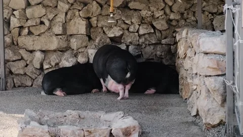 Three domestic pigs inside a farm enclosure, with one standing and two resting Stock Footage 327491109
