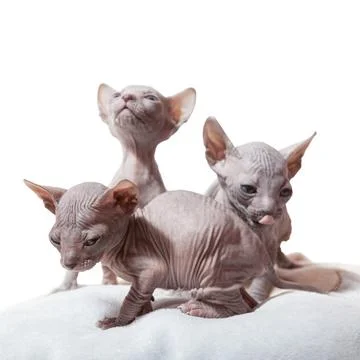 Three Don sphynx kittens Stock Photos