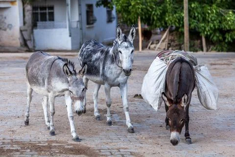 Three donkey standing Stock Photos