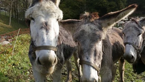 Three donkeys Stock Footage 77801996