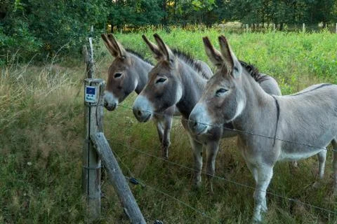 Three donkeys Stock Photos