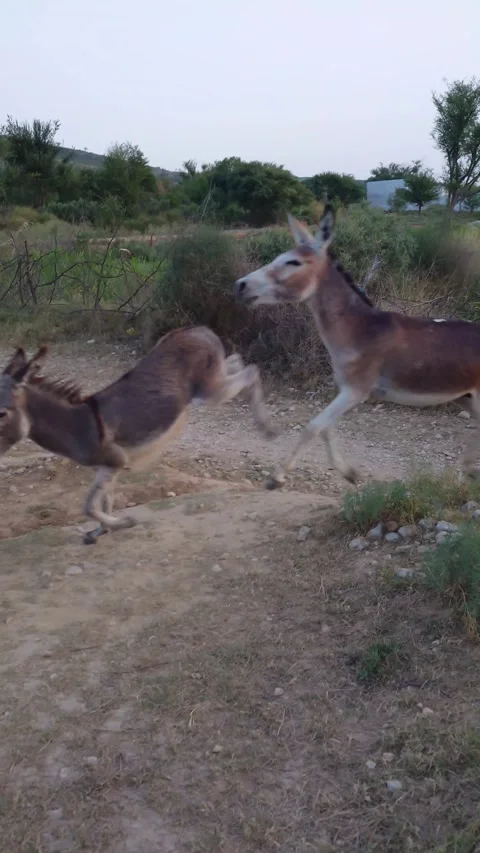Three Donkeys Running Across Rural Field In Village, Sibi, Pakistan 3 Jul 2026 Video stock 338274377