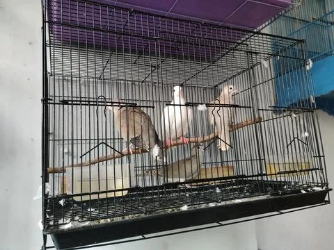 Three doves in a cage Stock Photos
