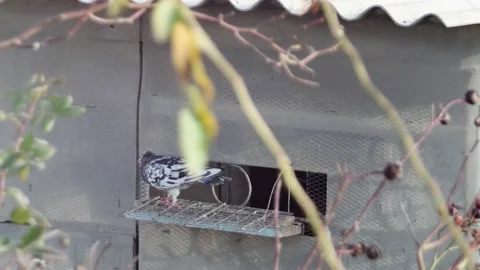 Three doves fly up from the dovecote window Vídeos de archivo 231198035