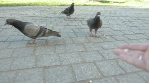 Three doves on the square. Stock Footage 51755973