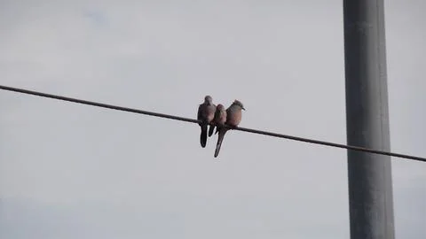 Three doves on a wire. Stock Photos