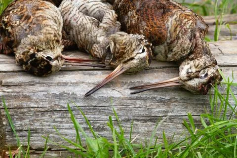 Three downed woodcocks are lying on a log Stock Photos