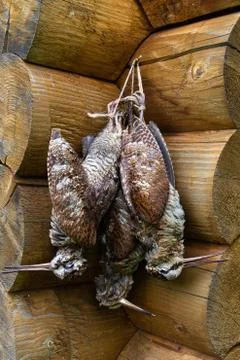 Three downed woodcocks Stock Photos