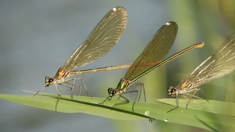 Three dragonflies (libellule) sitting on a leaf 4K - Italian nature Video stock 138459118