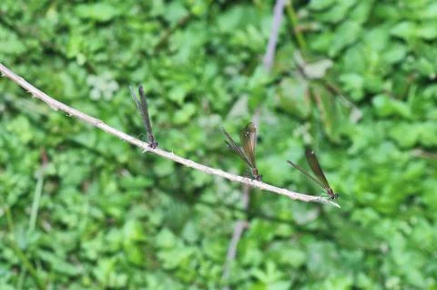 Three dragonflies Stock Photos