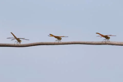 Three dragonflies resting on a tree branch, Tonle Sap; Siem Reap, Cambodia Stock Photos
