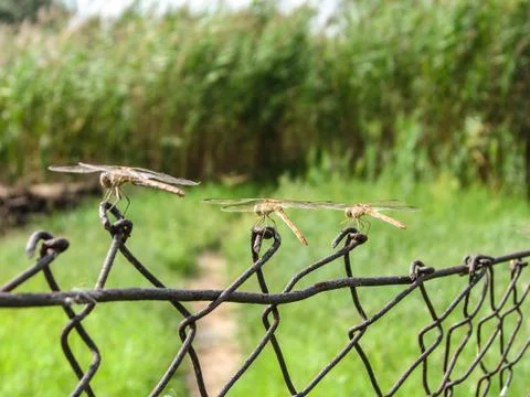 Three dragonfly Stock Photos