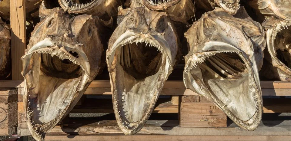 Three dried fish heads from cod stacked on a pallet Stock Photos