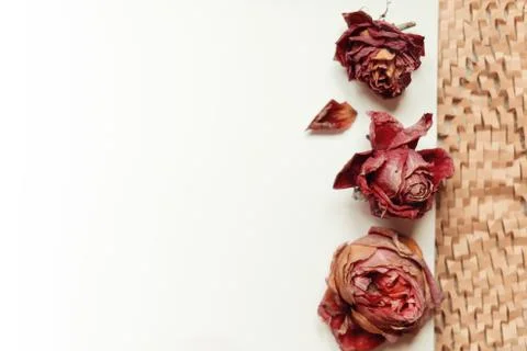 Three dried roses background template Foto stock