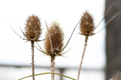 Three dried teasel heads stand upright, spiky and brown 库存照片