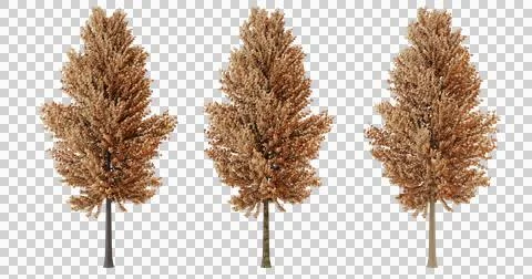 Three Dried Trees with No Leaves on Transparent Background Stock Photos