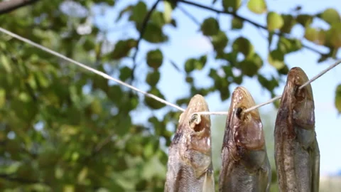 Three dried zander perch hanging on a rope between the trees. Close-up shot.  Video stock 130462834