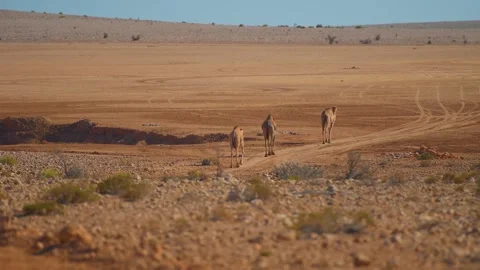 Three Dromedary Camels Walk Through the Arid Desert Landscape of Wadi Bani Khali Video stock 324854037