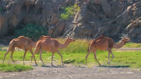 Three Dromedary Camels Walking in Lush Green Landscape of Sadan Duqm, Salalah, O Stock Footage 324772736