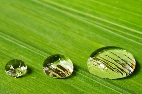 Three droplets on leaf background Stock Photos