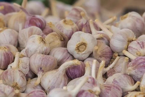 Three drumsticks of garlic on a white table. There are individual cloves of.. Stock Photos