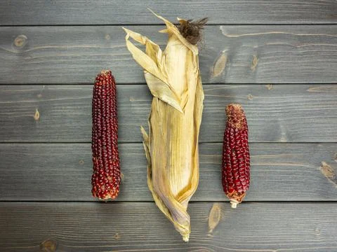 Three Dry Corn Cobs flat lay still life of 3 ancient seed corn Stock Photos
