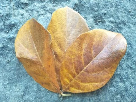 Three Dry Leaves Foto stock