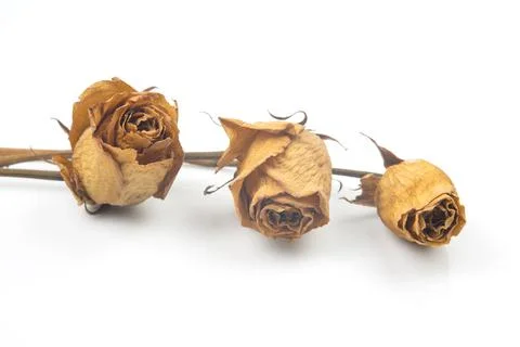 Three dry rose on white background Stock Photos