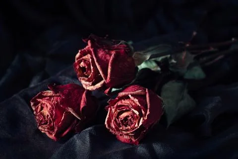 Three dry roses Stock Photos