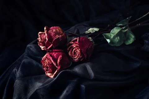 Three dry roses Stock Photos