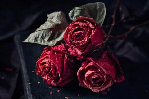 Three dry roses Stock Photos