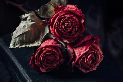 Three dry roses Foto stock