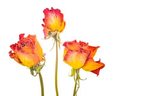 Three dry roses Stock Photos