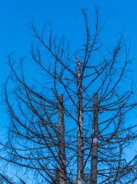 Three dry spruce trees without tops standing against the sky in the Carpathia Stock-Fotos