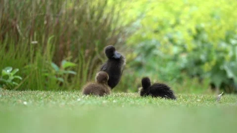 Three ducklings on green grass in summer 動画素材 136627570