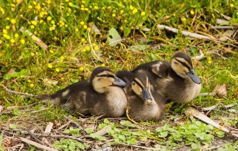 Three ducklings Foto stock