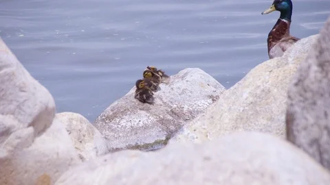 Three Ducklings Sit on Rock Stock Footage 89645839