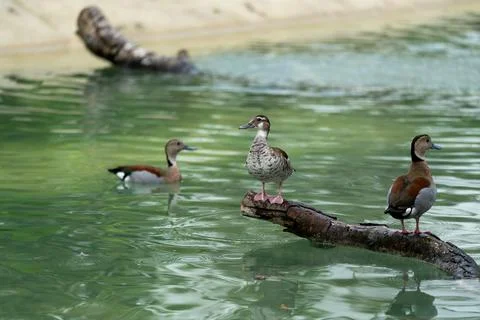 Three ducklings stand on a log in green water Stock Photos