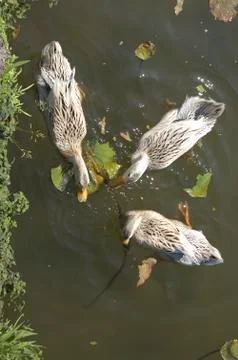 Three ducks from above Stock Photos