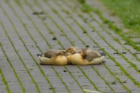 Three ducks are laying on a brick sidewalk Foto stock