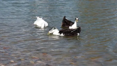 Three ducks are looking for food Stock Footage 238866582