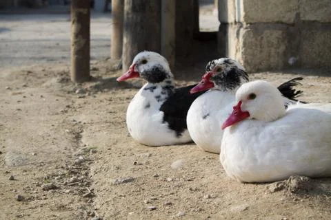 Three Ducks are Sitting on the Ground Stock Photos