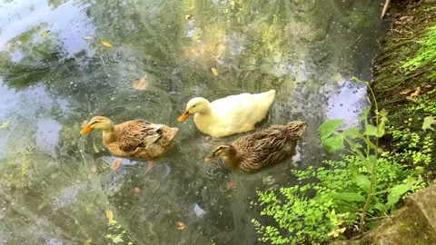 Three ducks are swimming in a dirty water of a lake. Environment pollution co Stock Footage 131472982