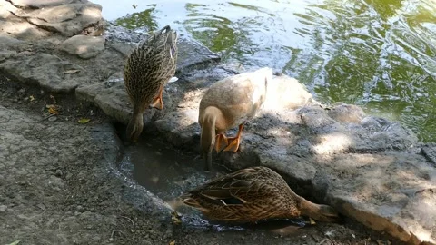 Three ducks are walking in the city park Stock Footage 170931969