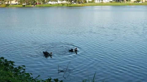 Three ducks in calm blue water morning sunshine fighting and flapping wings besi Stock Footage 290285578