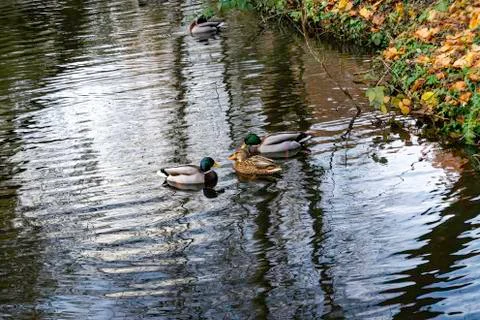 Three ducks in circle on a lake Stock Photos