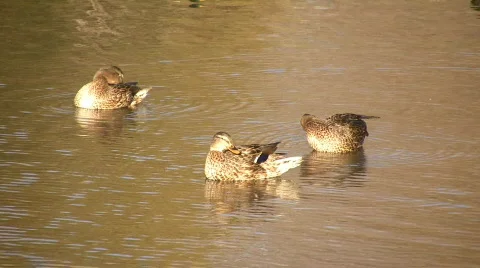 Three Ducks Cleaning Themselves In Water (High Definition) Stock Footage 67259