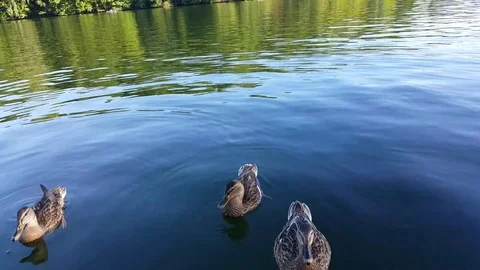 Three ducks up close swimming in lake water on a sunny day, Berlin Vídeos de archivo 74661509
